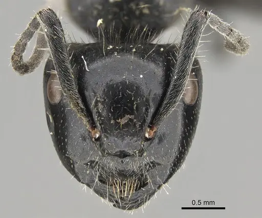 Calomyrmex impavidus specimen