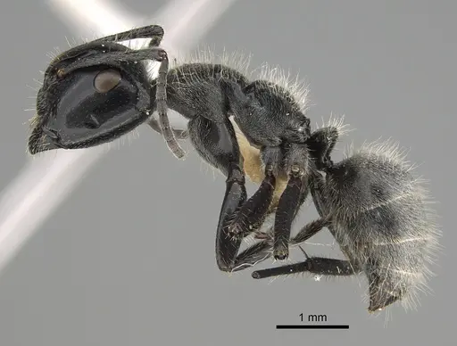 Calomyrmex impavidus specimen