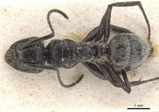 Calomyrmex impavidus - CASENT0910758
