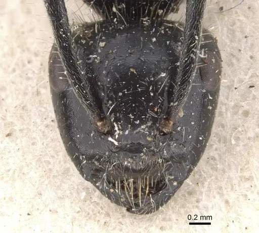 Calomyrmex impavidus - CASENT0910758