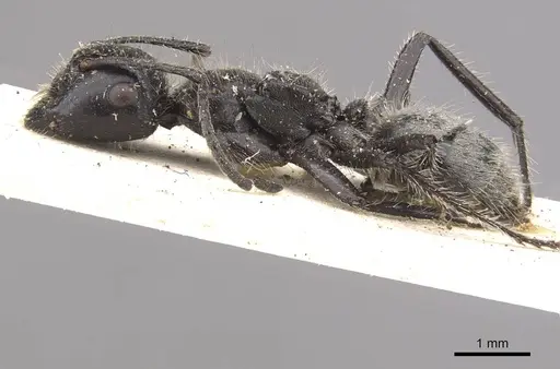 Calomyrmex impavidus - CASENT0910758