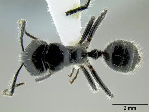 Calomyrmex laevissimus specimen