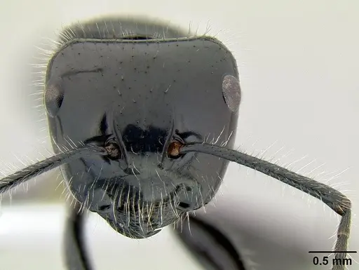 Calomyrmex laevissimus specimen