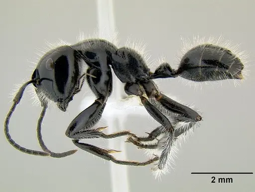 Calomyrmex laevissimus specimen