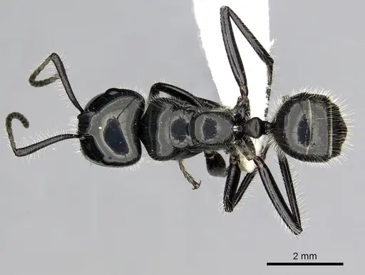 Calomyrmex laevissimus - CASENT0249961