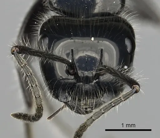 Calomyrmex laevissimus - CASENT0249961