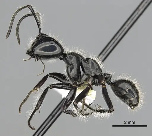 Calomyrmex laevissimus - CASENT0249961