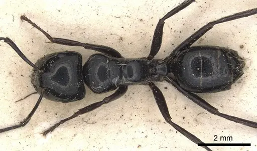 Calomyrmex laevissimus - CASENT0901889