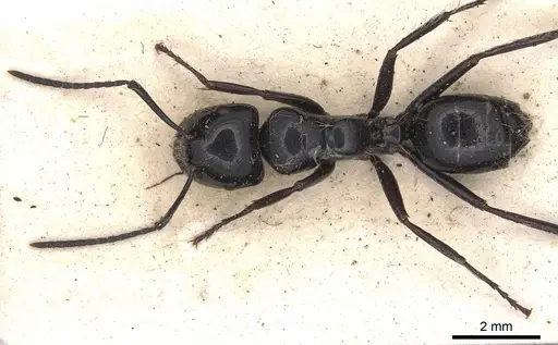 Calomyrmex laevissimus - CASENT0901889