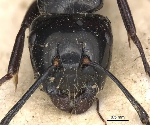 Calomyrmex laevissimus - CASENT0901889