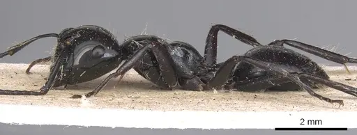 Calomyrmex laevissimus - CASENT0901889