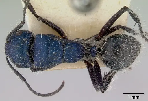 Calomyrmex purpureus specimen