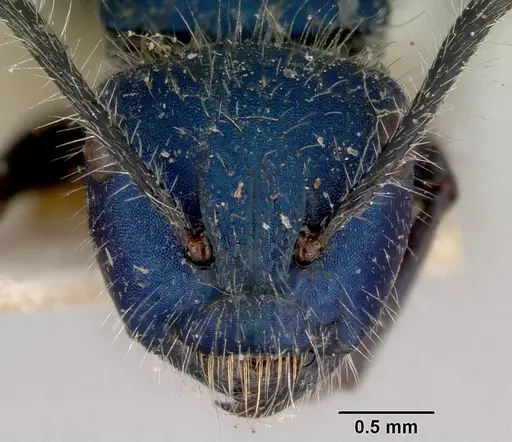 Calomyrmex purpureus specimen