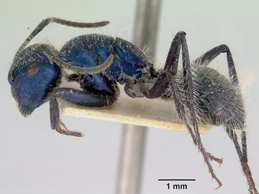 Calomyrmex purpureus specimen