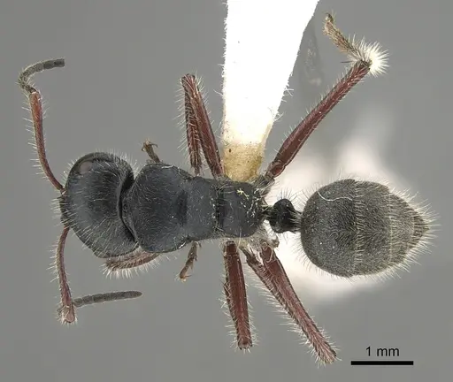Calomyrmex similis specimen