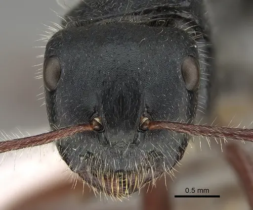 Calomyrmex similis specimen