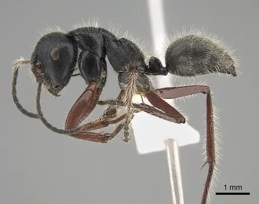 Calomyrmex similis specimen