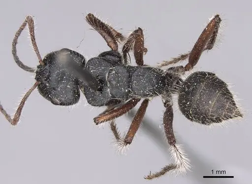 Calomyrmex similis - CASENT0906857