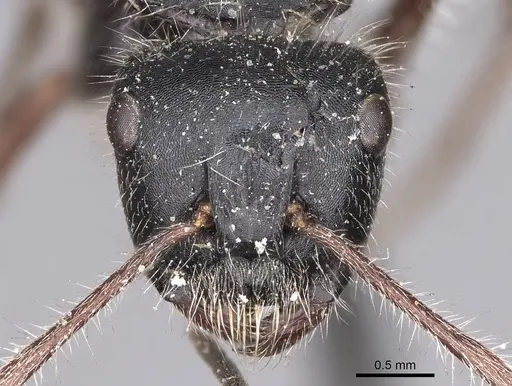 Calomyrmex similis - CASENT0906857