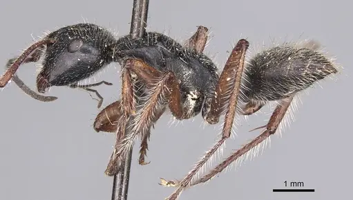 Calomyrmex similis - CASENT0906857