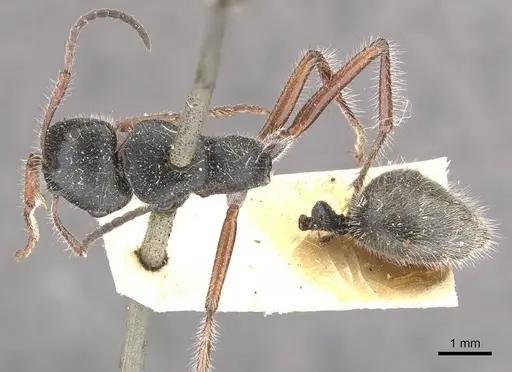 Calomyrmex similis - CASENT0910759