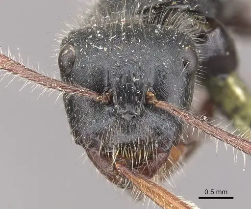 Calomyrmex similis - CASENT0910759