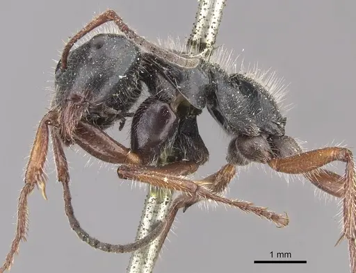 Calomyrmex similis - CASENT0910759