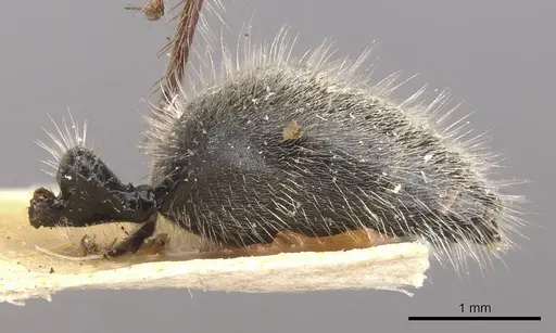 Calomyrmex similis - CASENT0910759