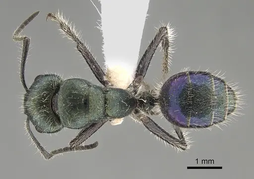 Calomyrmex splendidus specimen