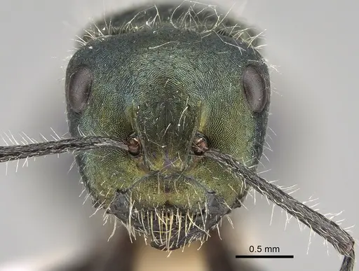 Calomyrmex splendidus specimen