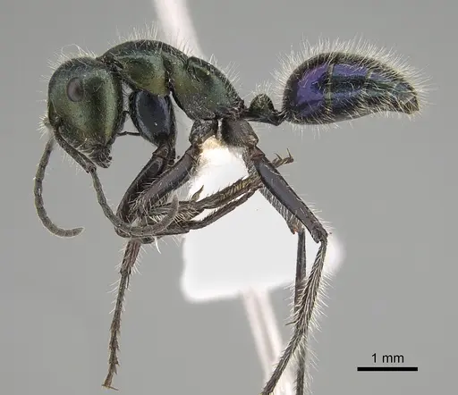 Calomyrmex splendidus specimen