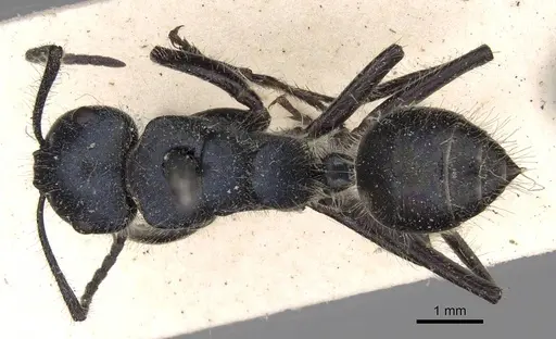 Calomyrmex splendidus - CASENT0906855