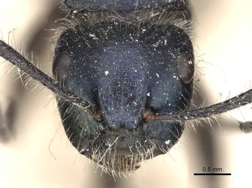 Calomyrmex splendidus - CASENT0906855