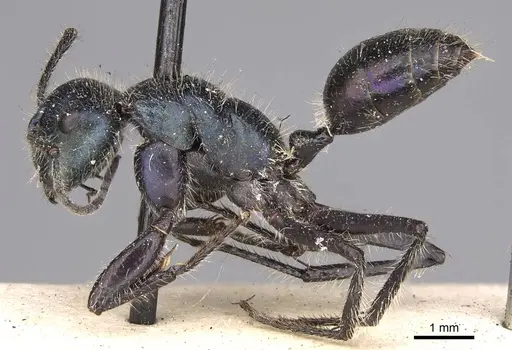 Calomyrmex splendidus - CASENT0906855