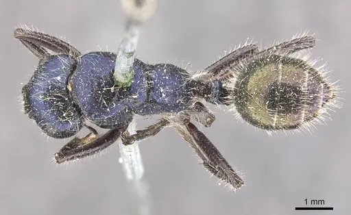 Calomyrmex splendidus - CASENT0910760