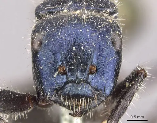 Calomyrmex splendidus - CASENT0910760