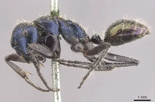 Calomyrmex splendidus - CASENT0910760