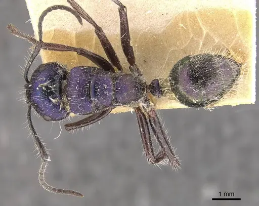Calomyrmex splendidus - CASENT0910761