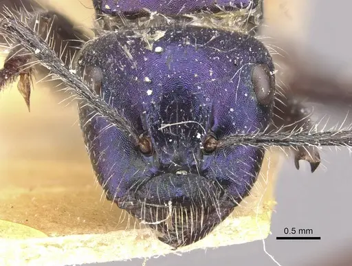 Calomyrmex splendidus - CASENT0910761