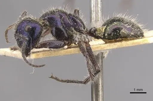 Calomyrmex splendidus - CASENT0910761