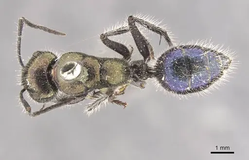 Calomyrmex splendidus - CASENT0910762