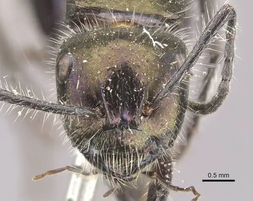 Calomyrmex splendidus - CASENT0910762