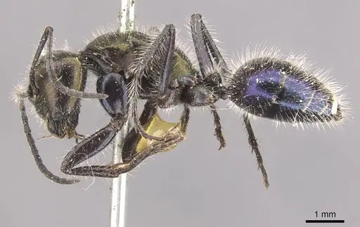 Calomyrmex splendidus - CASENT0910762