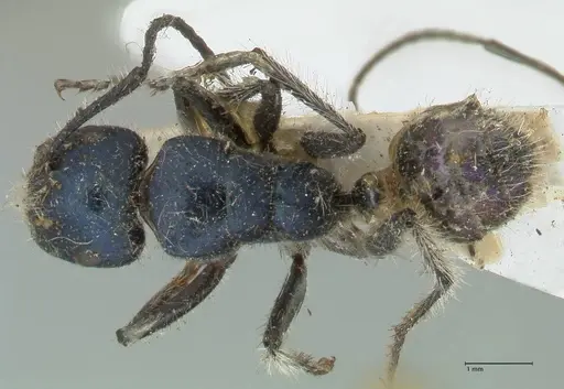 Calomyrmex splendidus - FOCOL2244