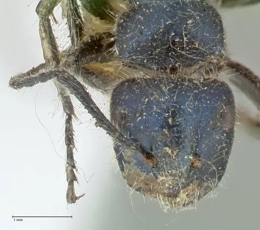 Calomyrmex splendidus - FOCOL2244