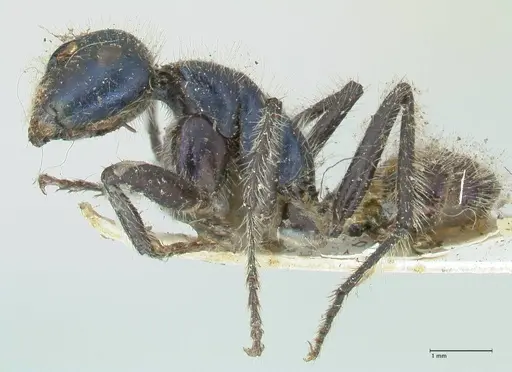 Calomyrmex splendidus - FOCOL2244