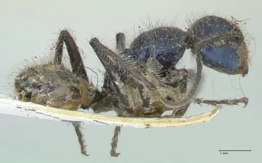 Calomyrmex splendidus - FOCOL2244