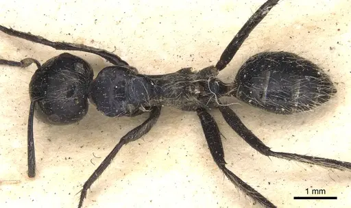 Calomyrmex tropicus specimen