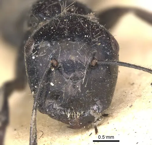 Calomyrmex tropicus specimen