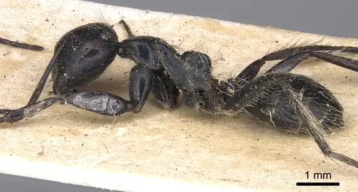 Calomyrmex tropicus specimen